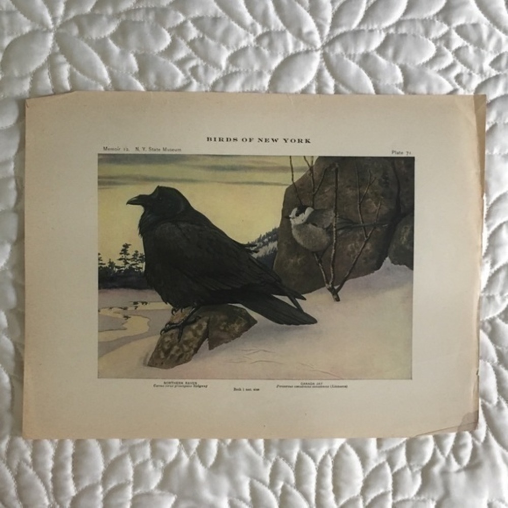 Antique Ornithological Bird Print Original Raven Canada jay - Picture 9 of 14